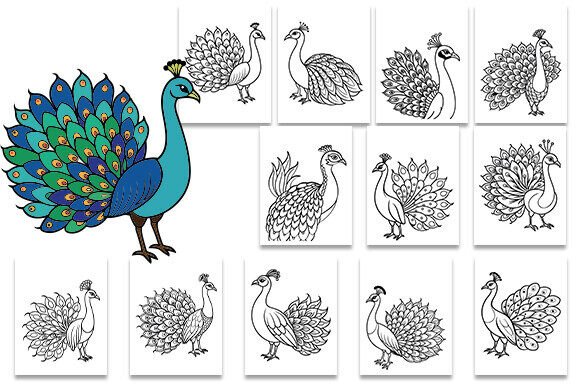 Peacock Coloring Pages: Graphics for Kdp Interiors